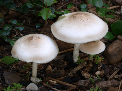P9255434 - The Mushroom Family.jpg