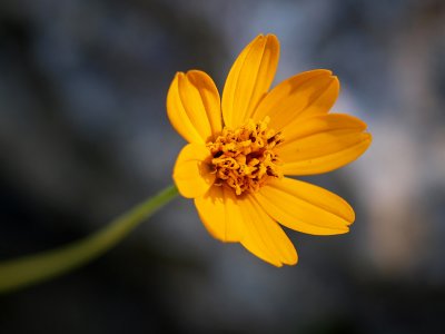 PA165694 - Weed Flower.jpg