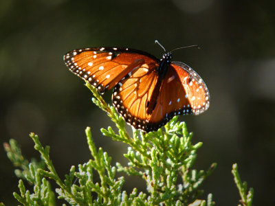 PA165702 - Backlit Butterfly.jpg
