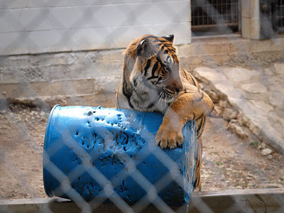 Tiger Play Time at the Austin Zoo and Animal Sanctuary