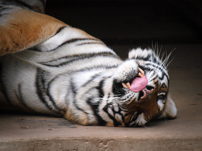 PB116018 - Lip Lickin Happy.jpg
