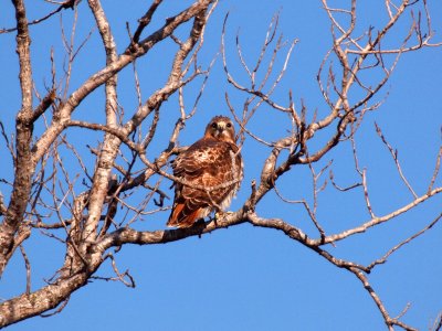 P1247243 - Teakwood Red Tail Hawk.jpg
