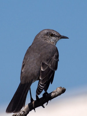 PA010139 - Texas Mockingbird.jpg