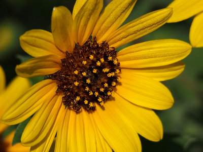 PA010081 - Texas Sunflower.jpg