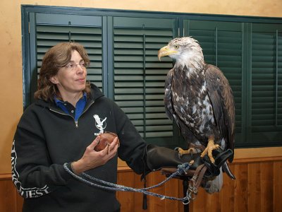 Young Eagle.jpg