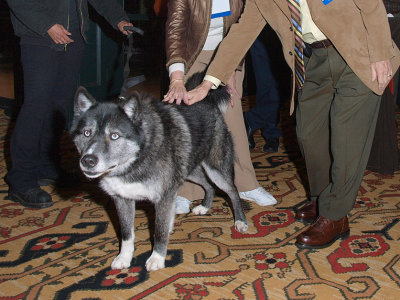 Wolf.jpg