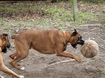 Soccer Dog.jpg