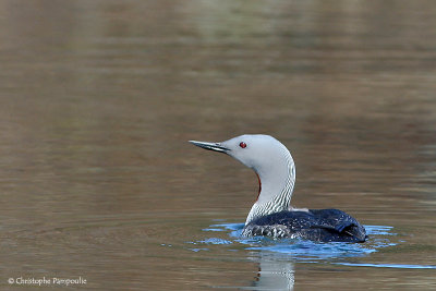 Red-throated diver