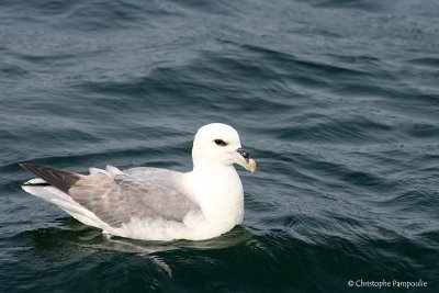 Fulmar