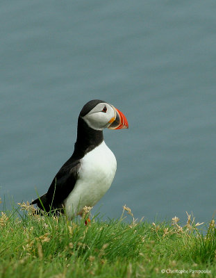 Puffin