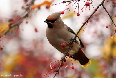 Bohemian waxwing