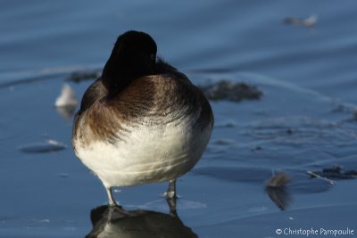 Tufted duck