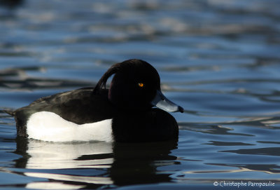 Tufted duck