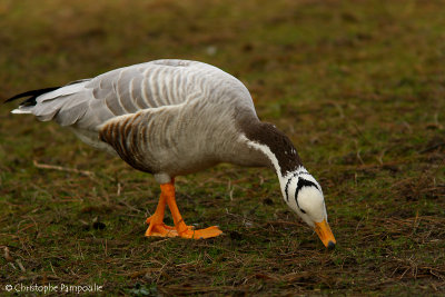 Bar-headed goose