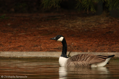 Canadian goose