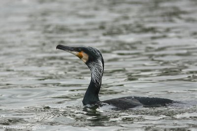 Great cormorant