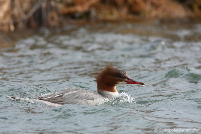 Goosander