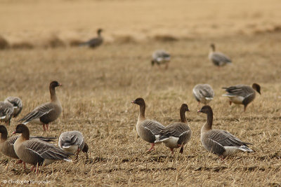 Pink-footed goose