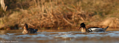 Red-breasted merganser