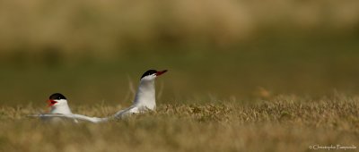 Arctic tern