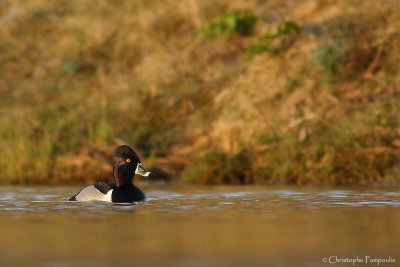 Ring-necked duck*