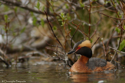 Slavonian grebe