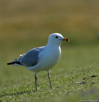 Ring-billed gull*