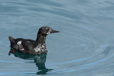 Black guillemot