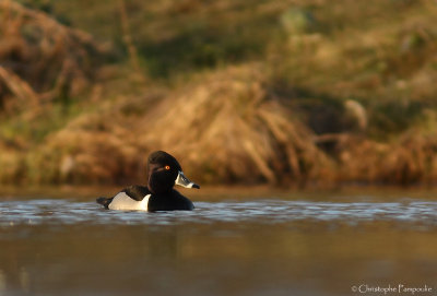 Ring-necked duck*