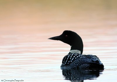 Great northern diver