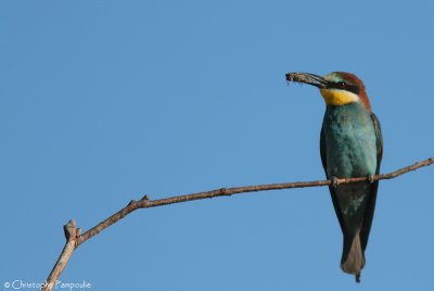 European bee-eater