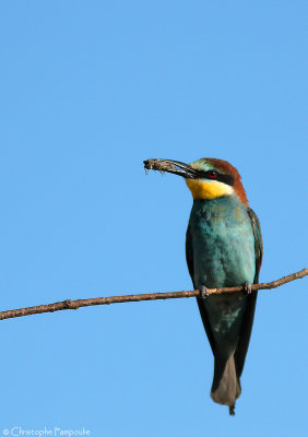 European bee-eater