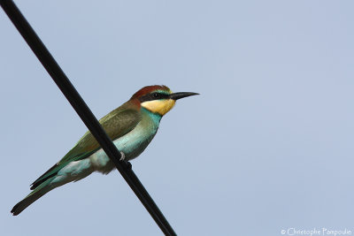 European bee-eater