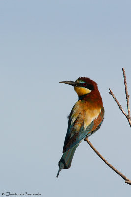 European bee-eater