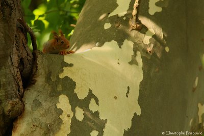 Red squirrel