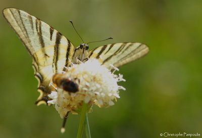 Scarce swallowtail