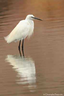 Little egret