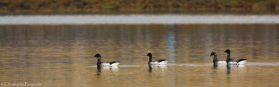 Brent goose (sub.sp. hrota)