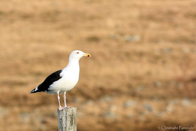 Great black-backed gull