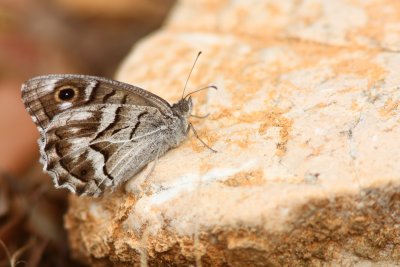 Striped grayling