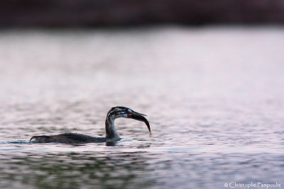 Great crested grebe