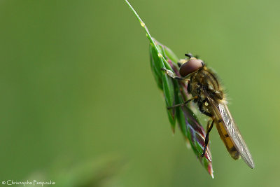 Syrphus sp.