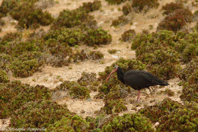 Bald ibis