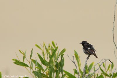 European stonechat