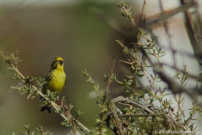 European serin