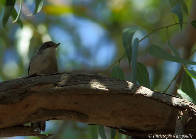 Sardinian warbler