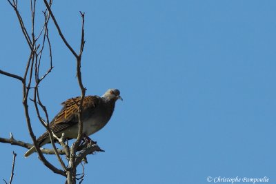 European turtle dove