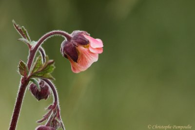 Water avens