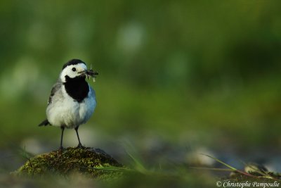 White wagtail