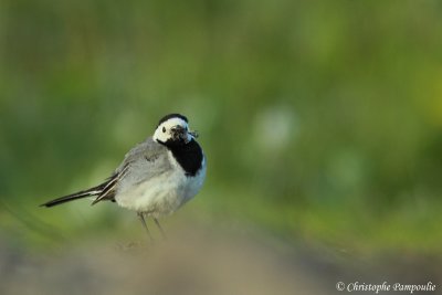 White wagtail